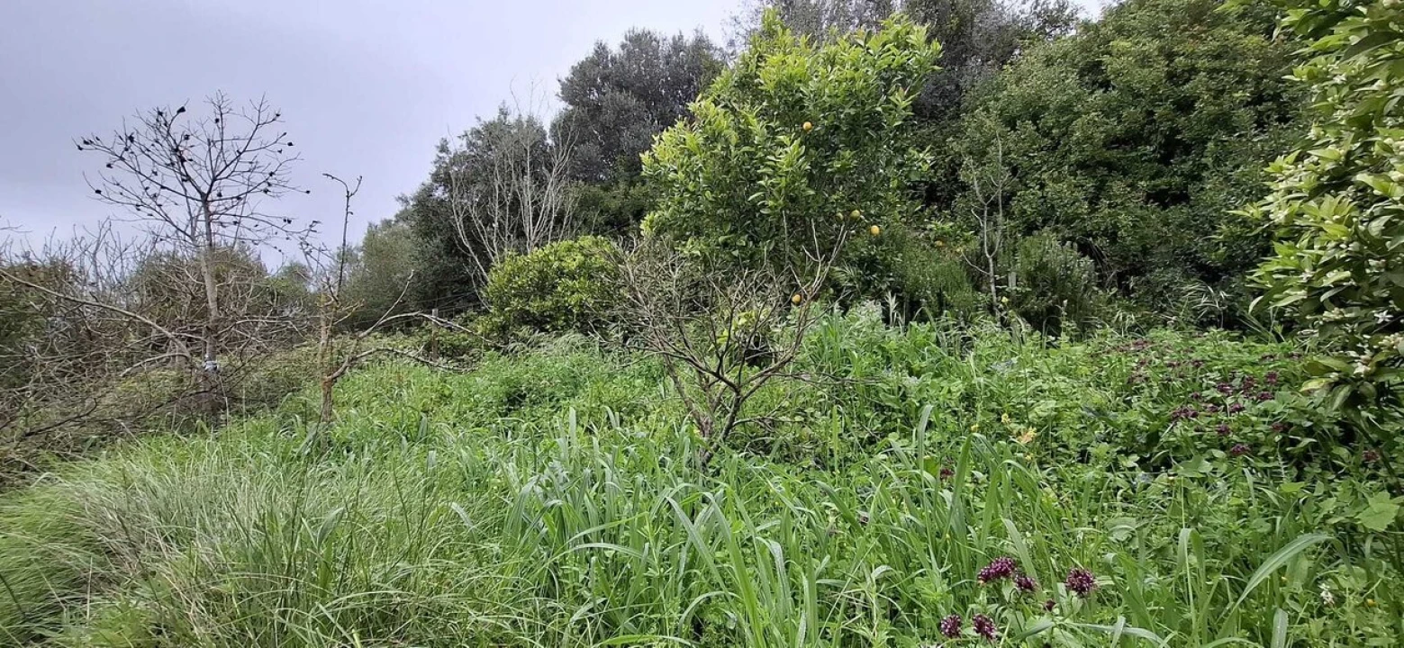 Terreno para Venda em Almoster Foto 18