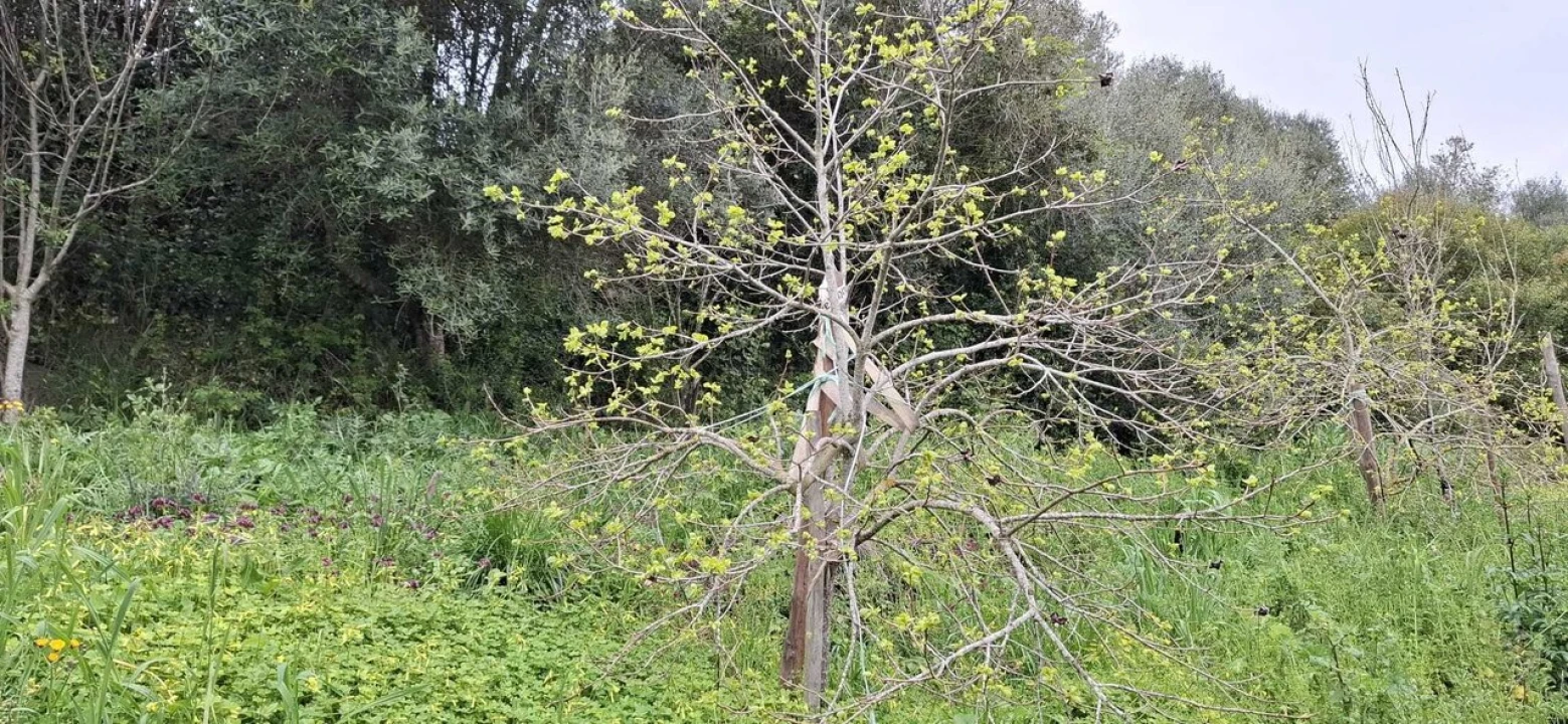 Terreno para Venda em Almoster Foto 19