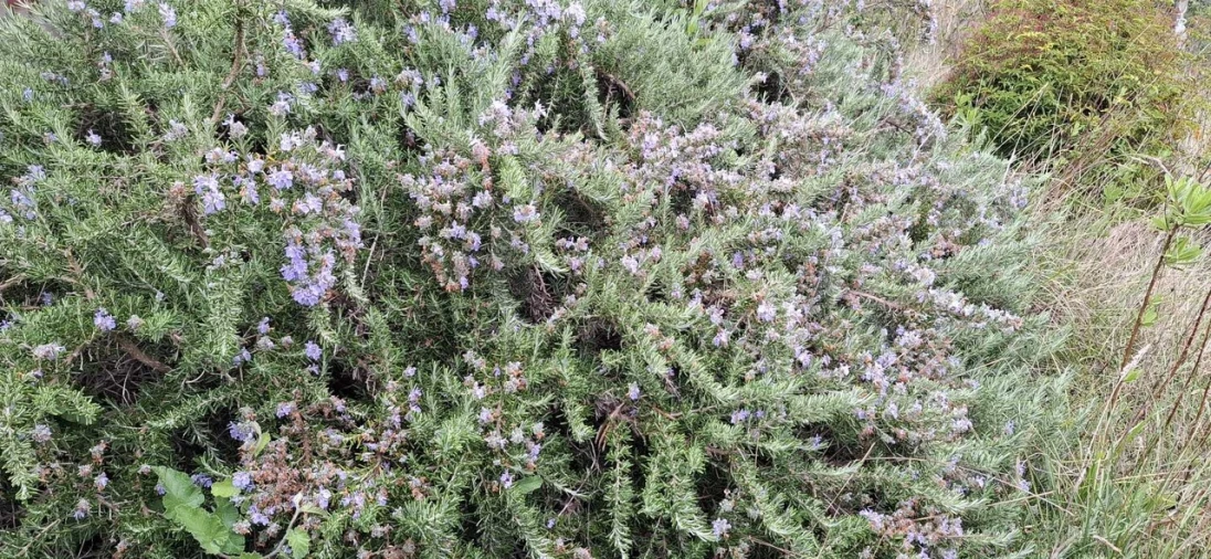 Terreno para Venda em Almoster Foto 8