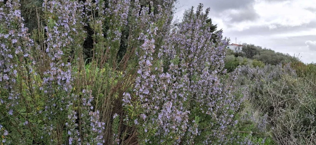 Terreno para Venda em Almoster Foto 9