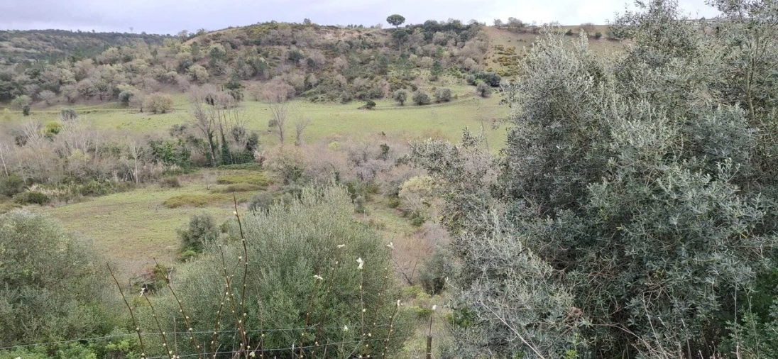 Terreno para Venda em Almoster Foto 10