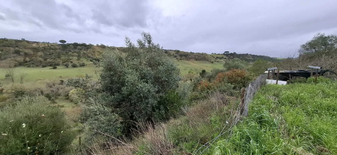 Terreno para Venda em Almoster Foto 11