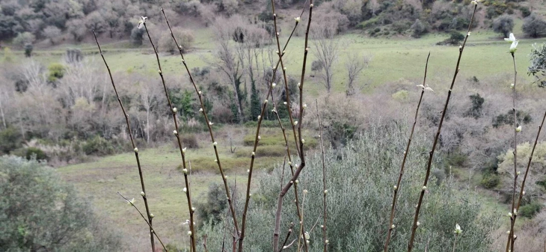 Terreno para Venda em Almoster Foto 13