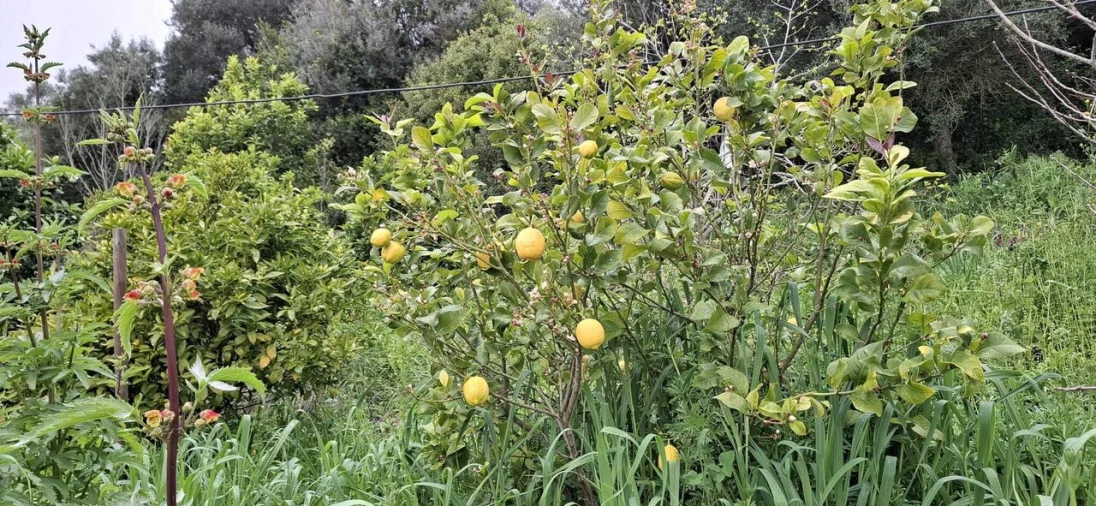 Terreno para Venda em Almoster Foto 15