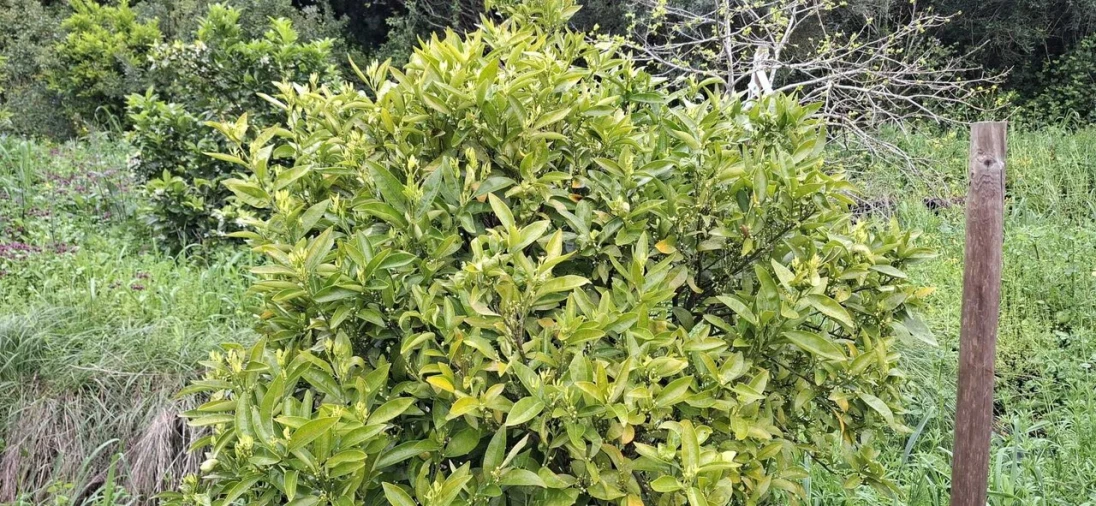 Terreno para Venda em Almoster Foto 16