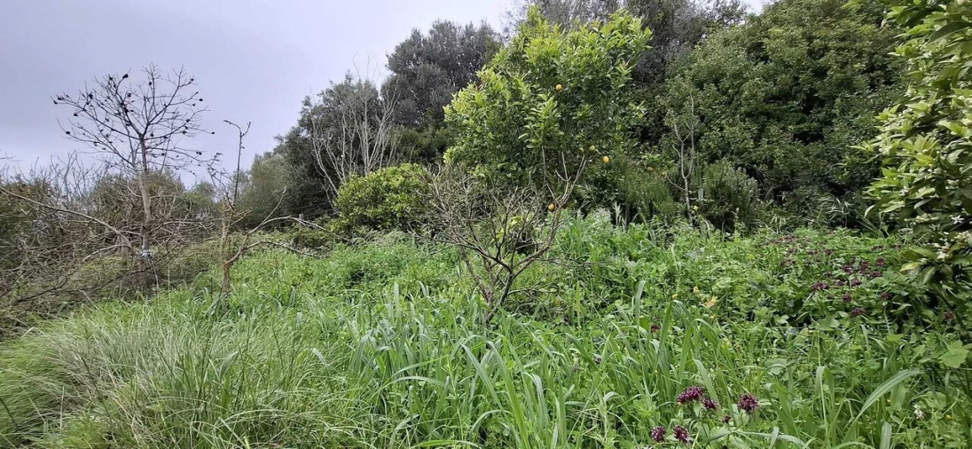 Terreno para Venda em Almoster Foto 18