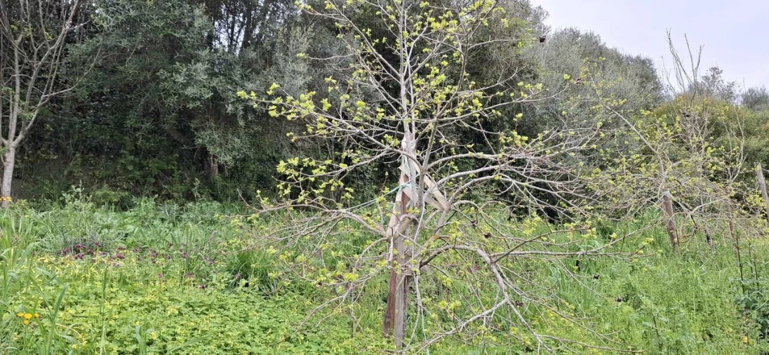 Terreno para Venda em Almoster Foto 19