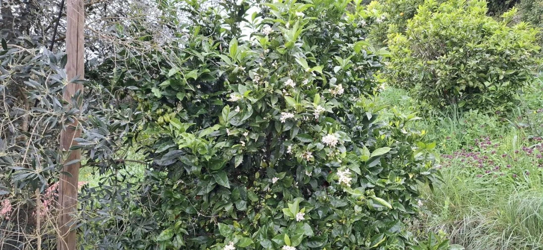 Terreno para Venda em Almoster Foto 20