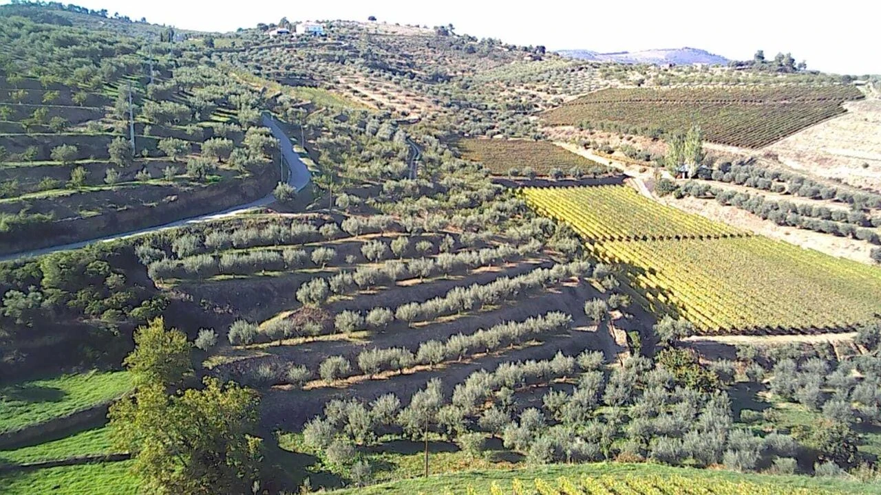 Terreno para Venda em Cedovim Foto 5