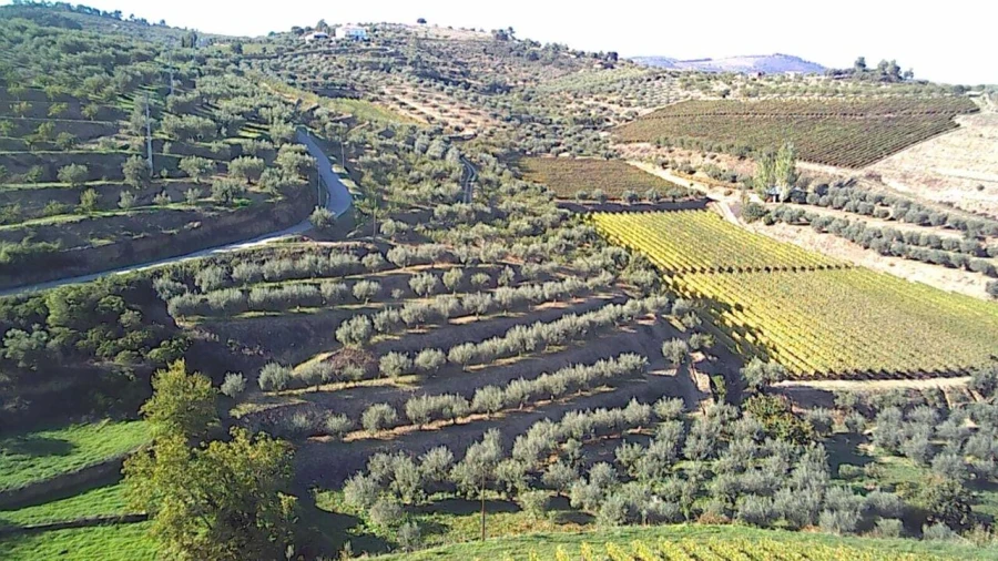Terreno para Venda em Cedovim Foto 5