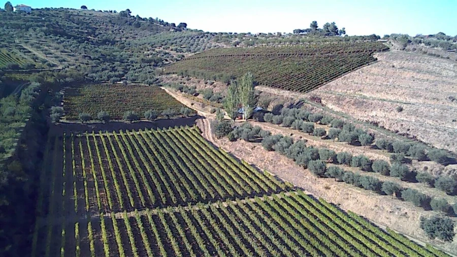 Terreno para Venda em Cedovim Foto 8