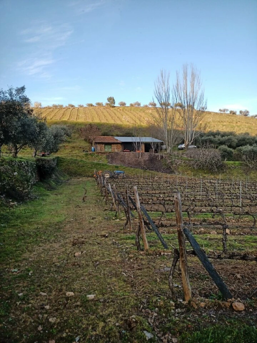 Terreno para Venda em Cedovim Foto 9