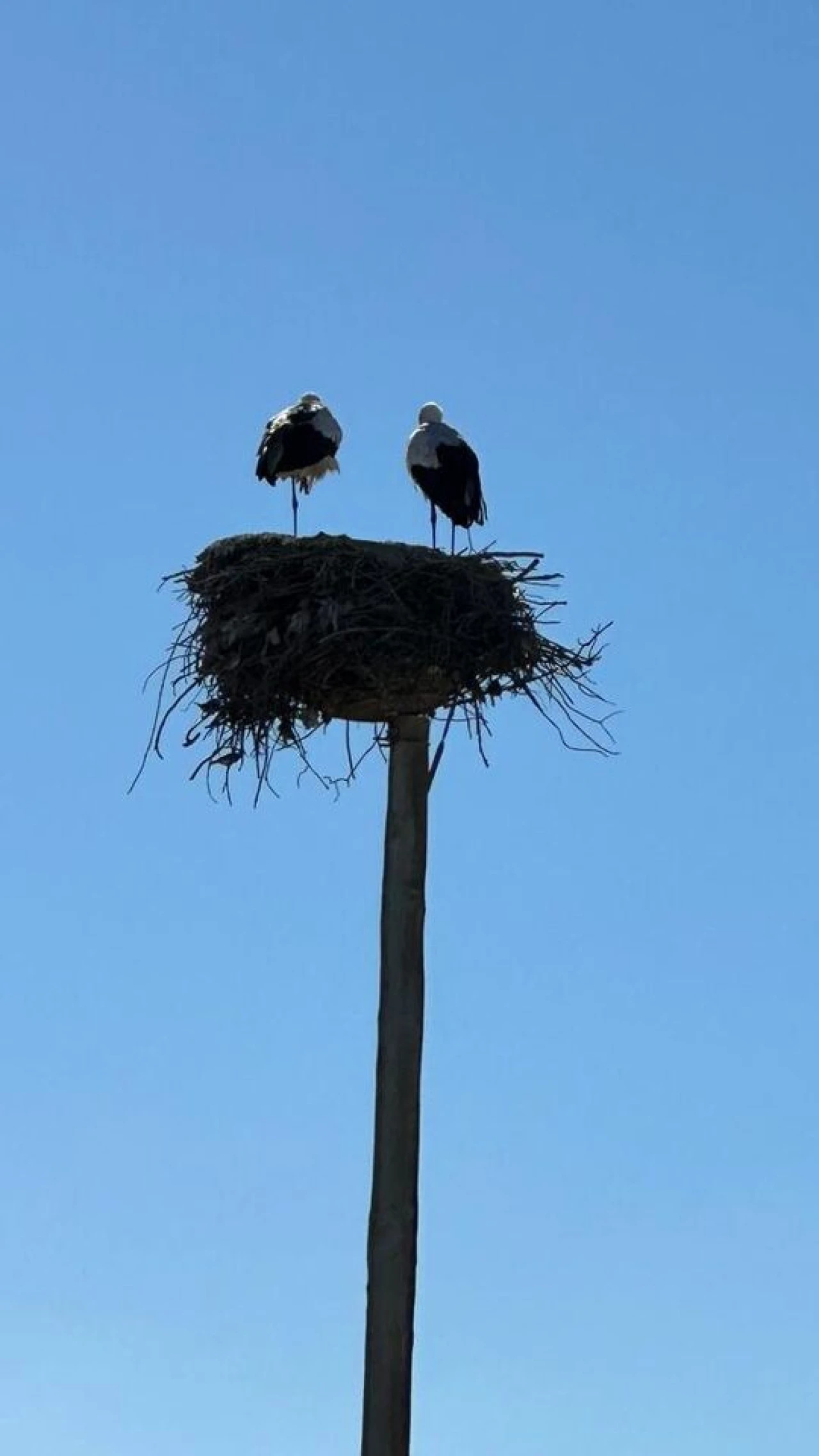 Moradia T3 para Venda em Carvalhal Foto 22