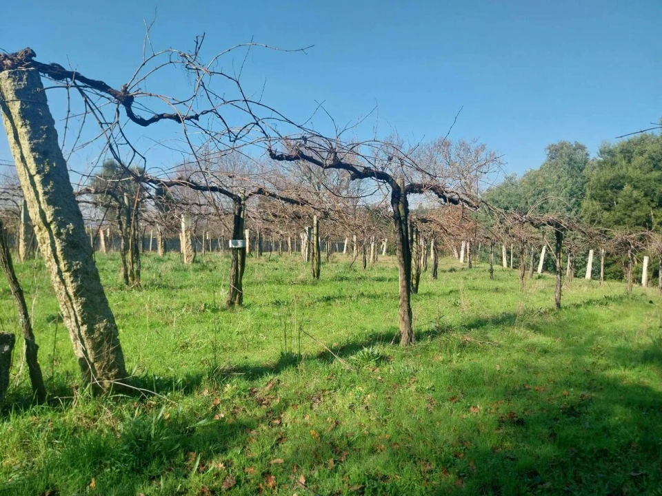 Terreno para Venda em Bela Foto 8