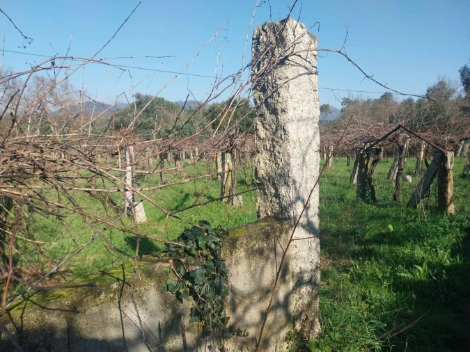 Terreno para Venda em Bela Foto 7