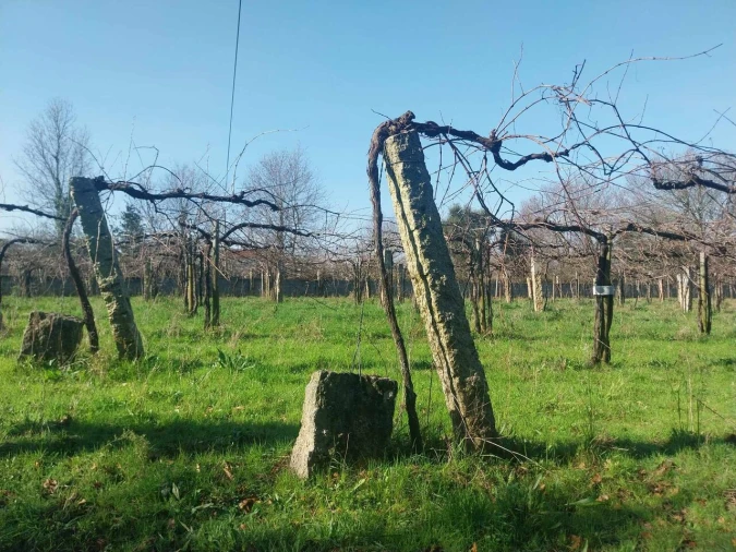 Terreno para Venda em Bela Foto 9