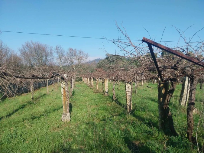 Terreno para Venda em Bela Foto 12