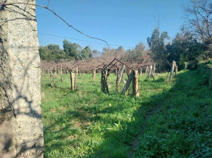 Terreno para Venda em Bela Foto 13