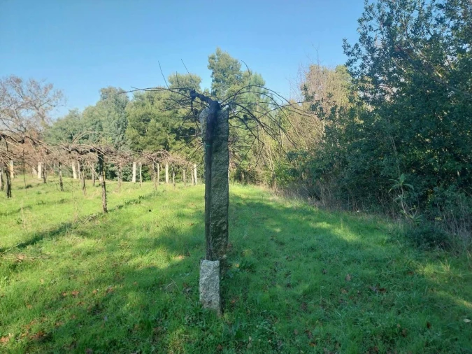 Terreno para Venda em Bela Foto 14