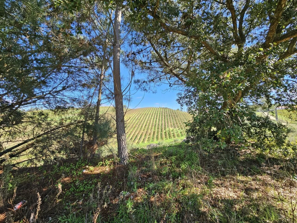 Terreno para Venda em Azueira e Sobral da Abelheira Foto 3