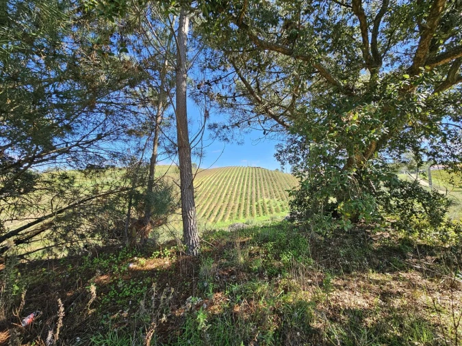 Terreno para Venda em Azueira e Sobral da Abelheira Foto 3