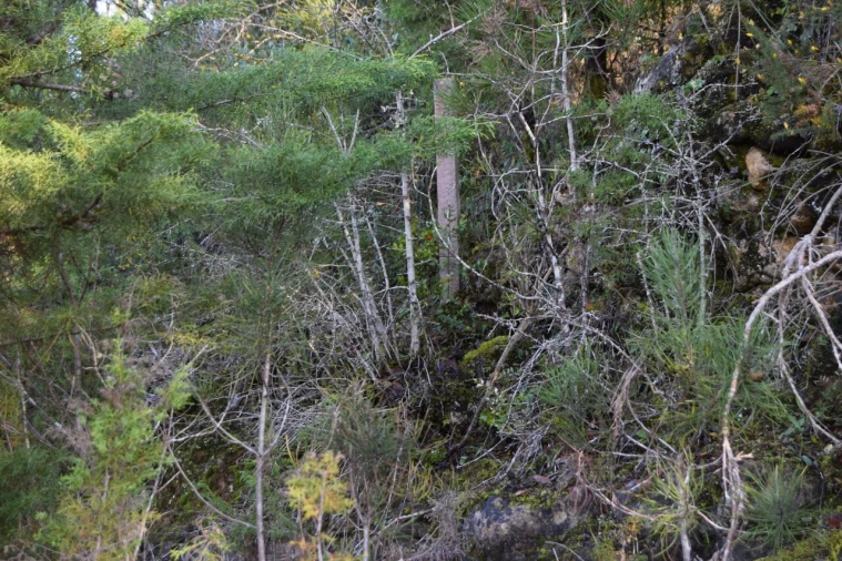 Terreno para Venda em Assafarge e Antanhol Foto 10