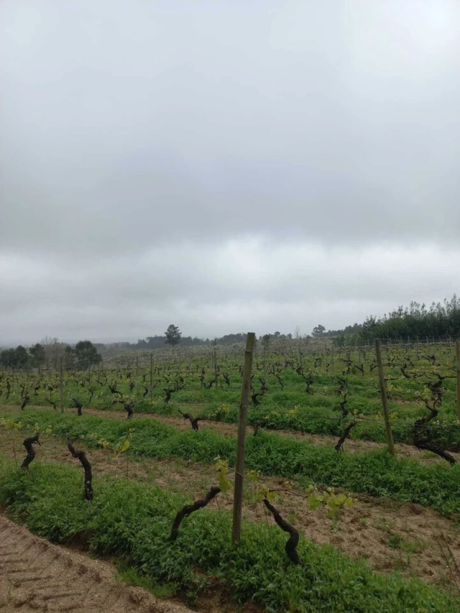 Quinta T0 para Venda em Vilar Seco Foto 7