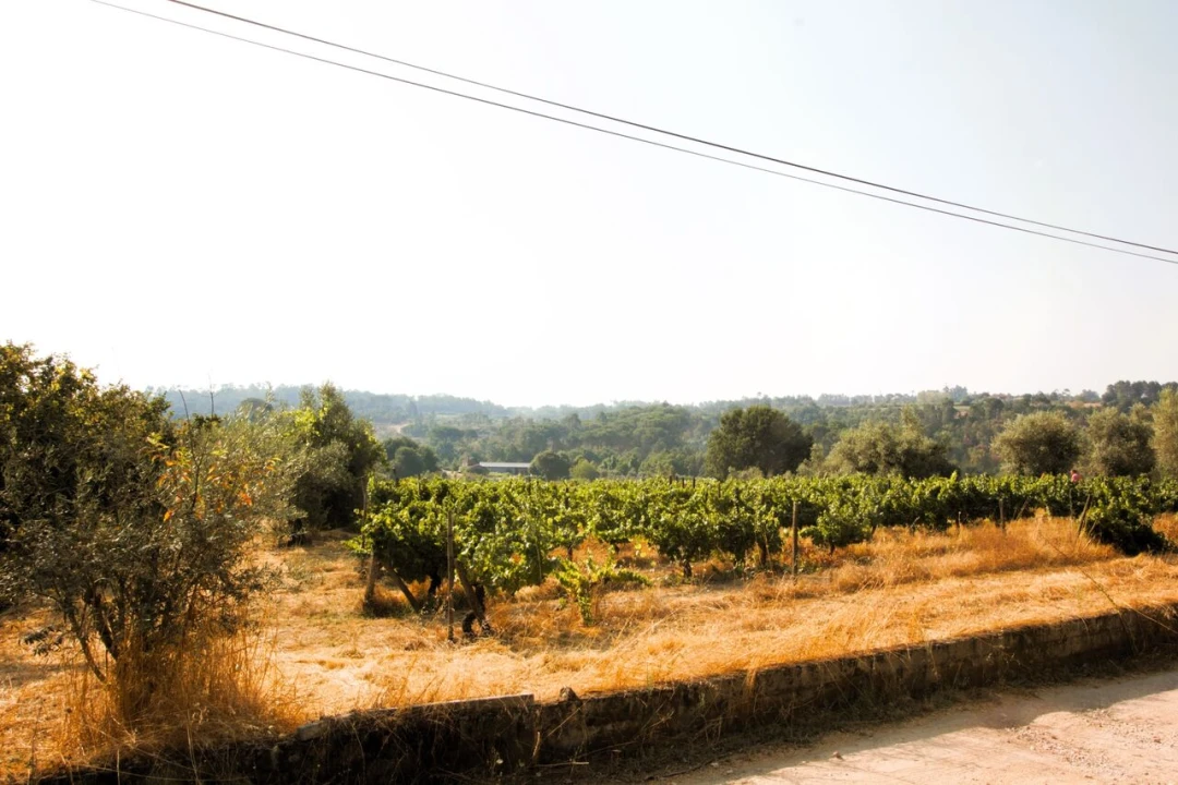 Terreno para Venda em Vilar Seco Foto 3