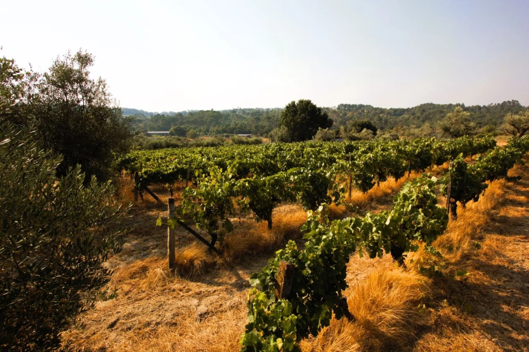 Terreno para Venda em Vilar Seco Foto 11