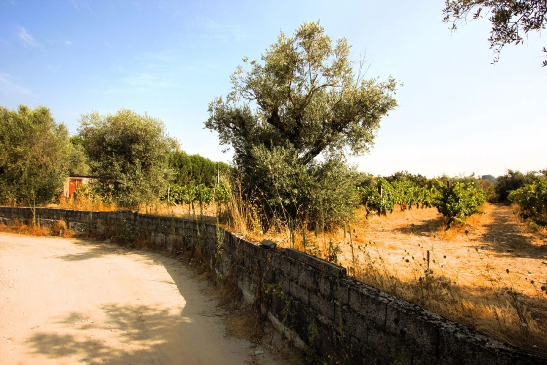 Terreno para Venda em Vilar Seco Foto 15