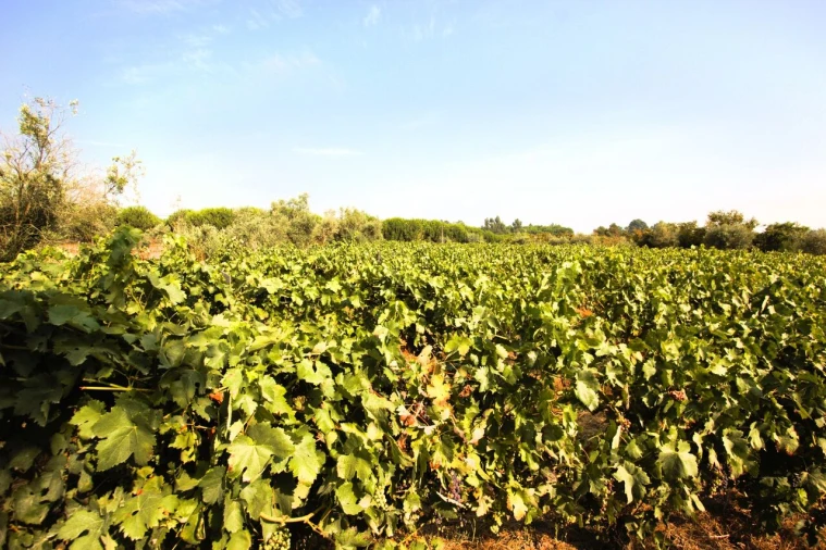 Terreno para Venda em Vilar Seco Foto 2