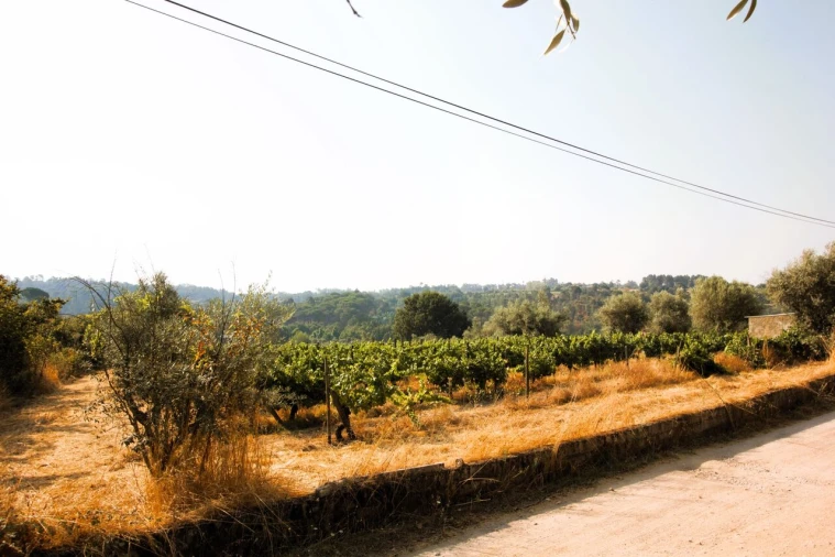 Terreno para Venda em Vilar Seco Foto 4