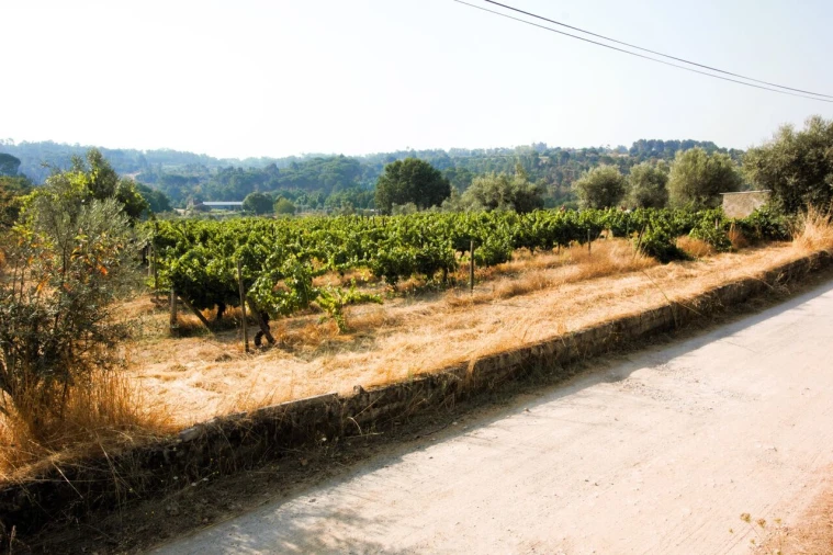 Terreno para Venda em Vilar Seco Foto 6