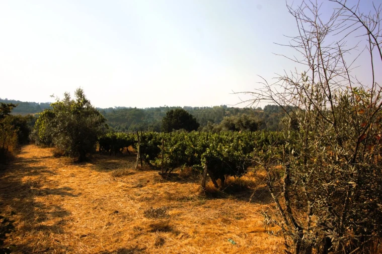 Terreno para Venda em Vilar Seco Foto 7