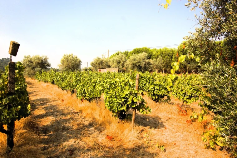 Terreno para Venda em Vilar Seco Foto 8