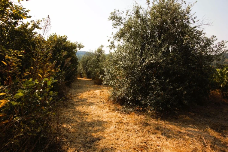Terreno para Venda em Vilar Seco Foto 9