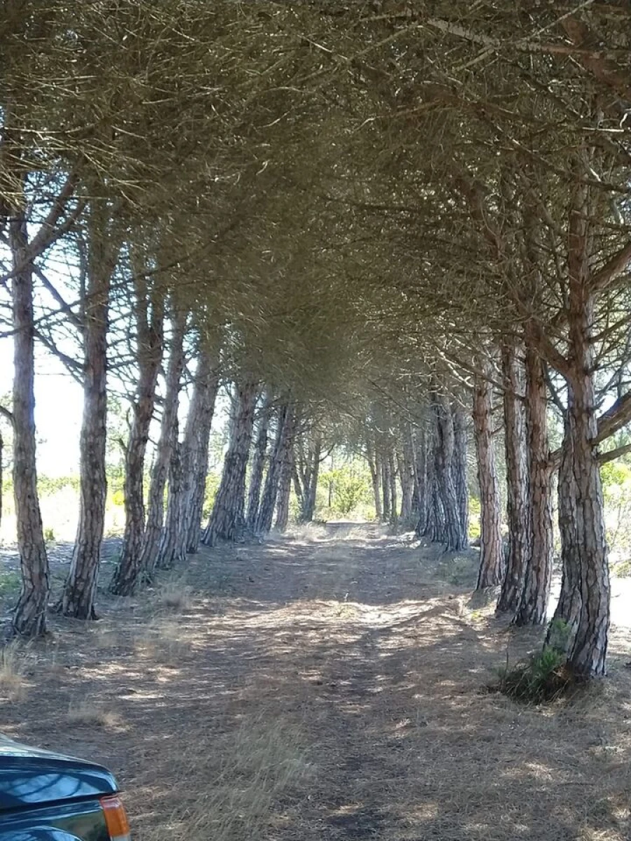 Terreno para Venda em Bordeira Foto 4