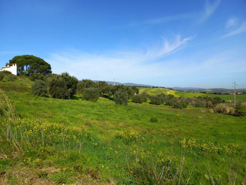 Terreno para Venda em Torres Novas (São Pedro), Lapas e Ribeira Branca Foto 1