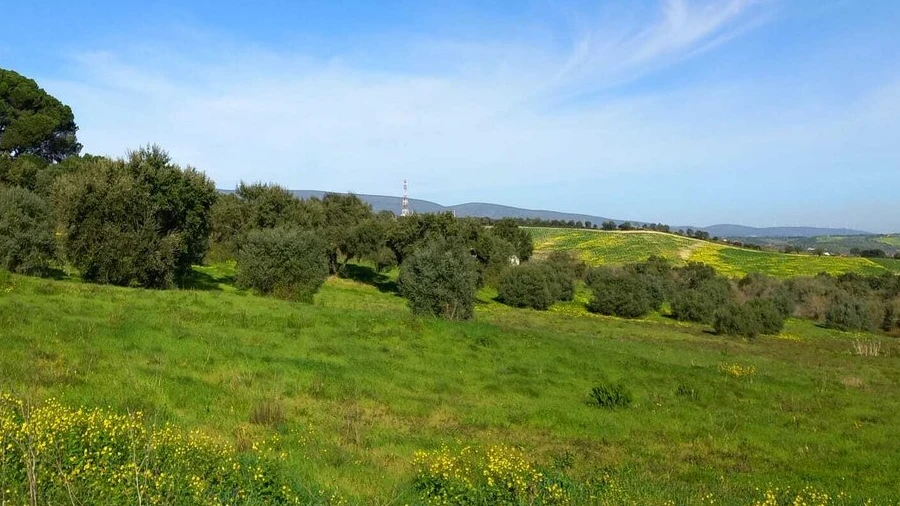 Terreno para Venda em Torres Novas (São Pedro), Lapas e Ribeira Branca