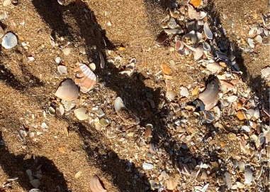 Apartamento T1 para Venda em Albufeira e Olhos de Água