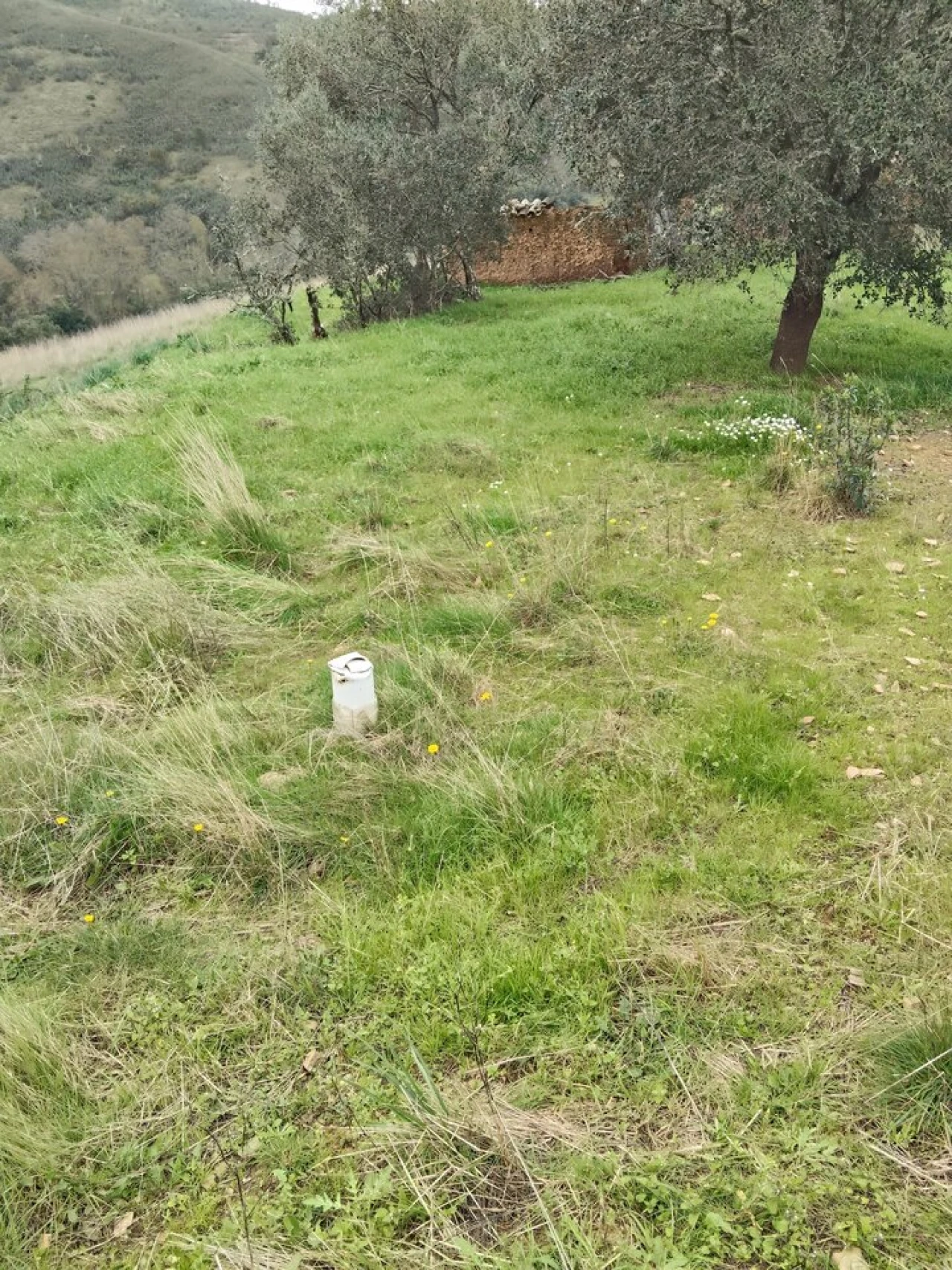 Terreno para Venda em Saboia Foto 6