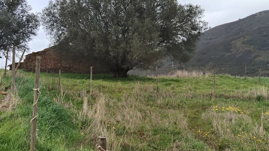 Terreno para Venda em Saboia