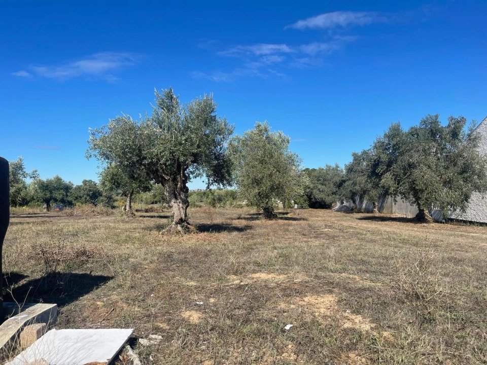 Terreno para Venda em São Pedro de Tomar Foto 4