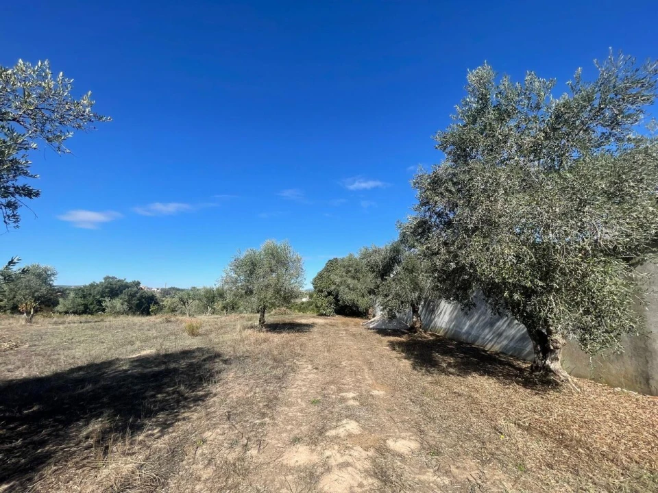 Terreno para Venda em São Pedro de Tomar Foto 7
