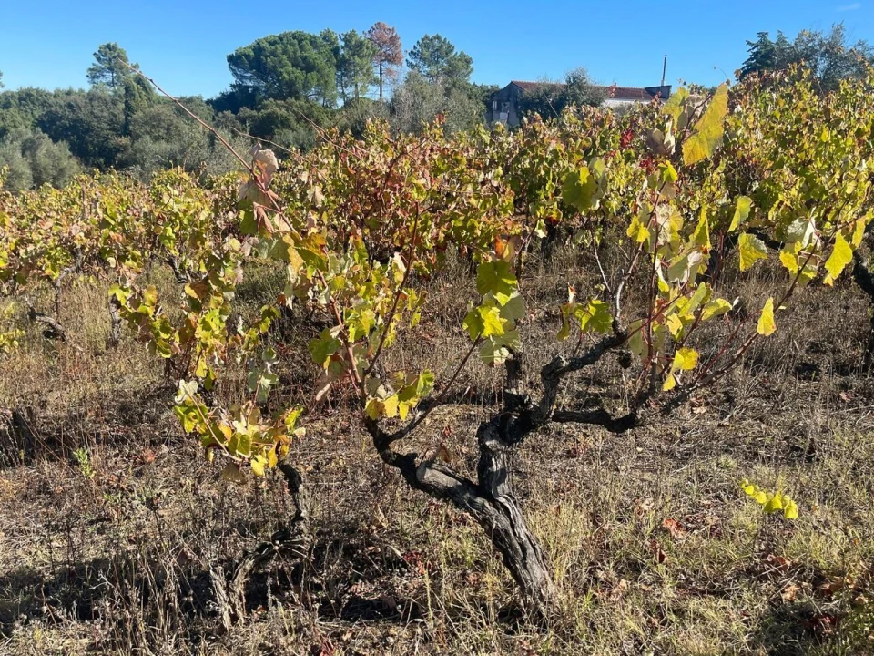 Terreno para Venda em São Pedro de Tomar Foto 19