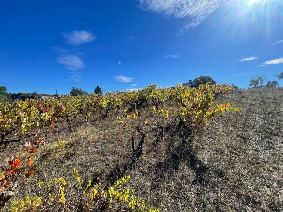 Terreno para Venda em São Pedro de Tomar Foto 20