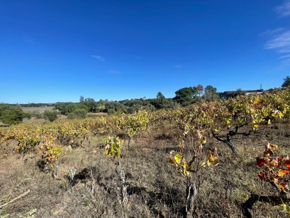 Terreno para Venda em São Pedro de Tomar Foto 21