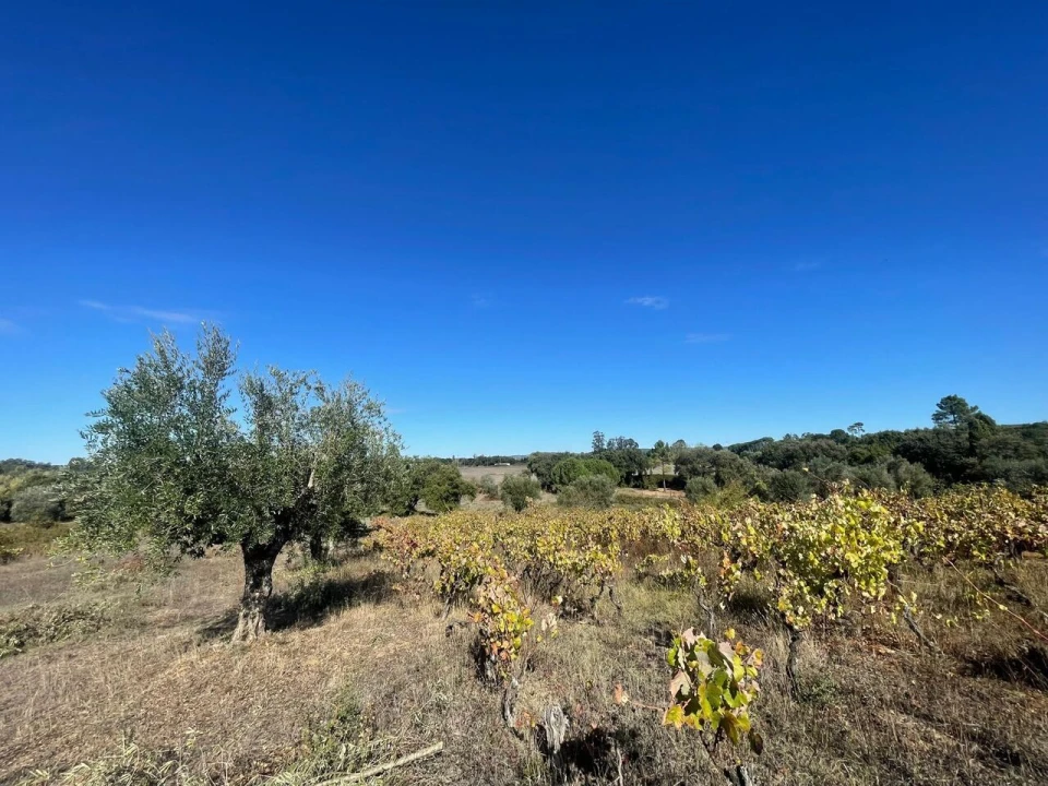 Terreno para Venda em São Pedro de Tomar Foto 22