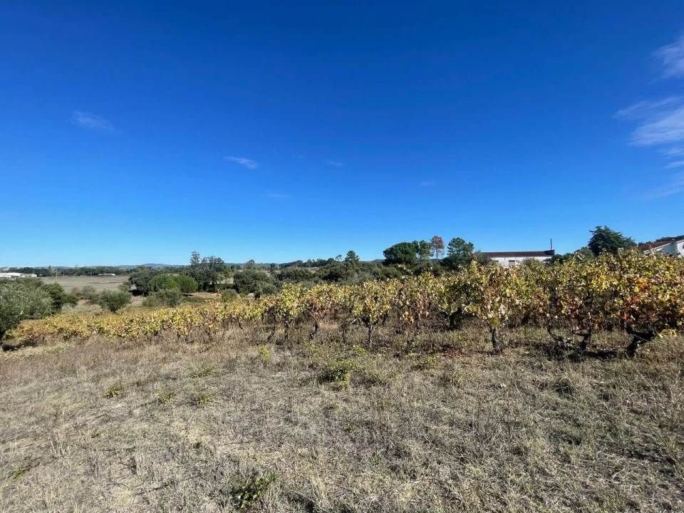Terreno para Venda em São Pedro de Tomar Foto 24