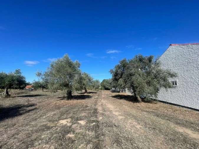 Terreno para Venda em São Pedro de Tomar Foto 8